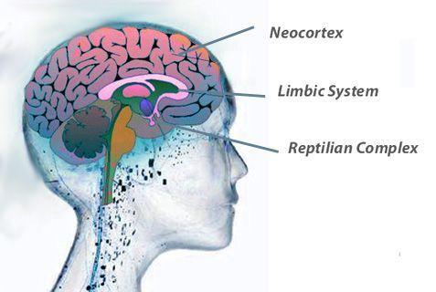 EFT cerebro liberacion