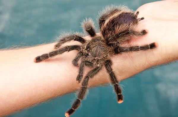 Contacto con el miedo o la fobia_opt