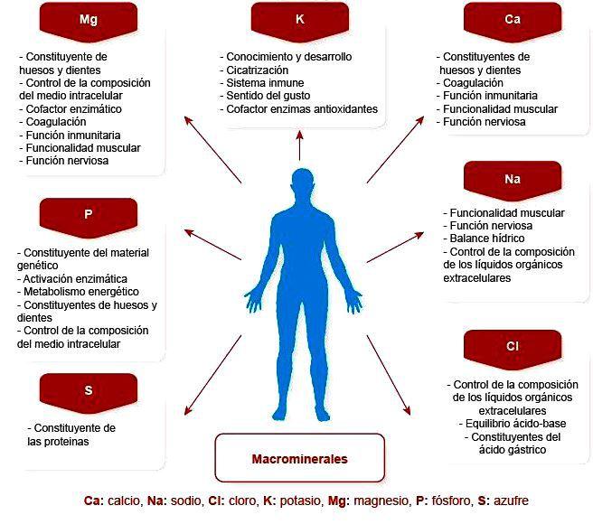 Minerales cuerpo