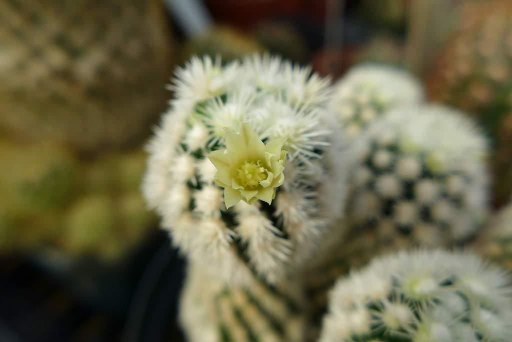 Mammillaria vetula ssp gracilis cv Arizona Snowcap