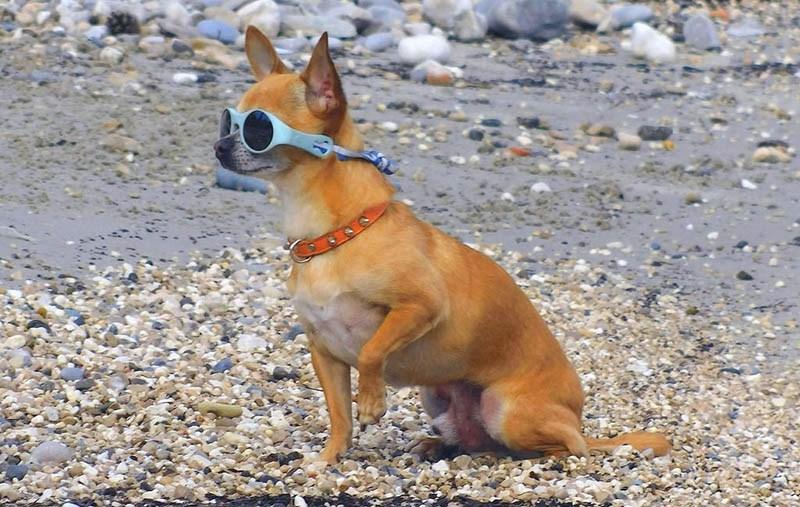 llevar a tu chihuahua a la Playa con gafas de sol