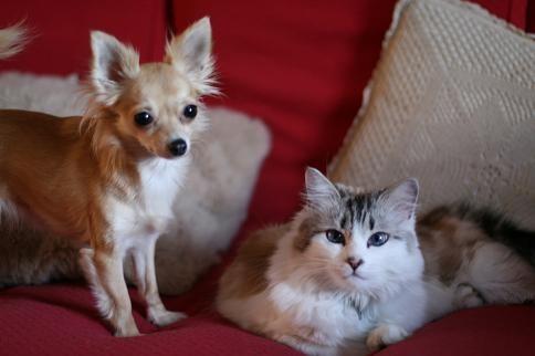 Los chihuahuas con gatos