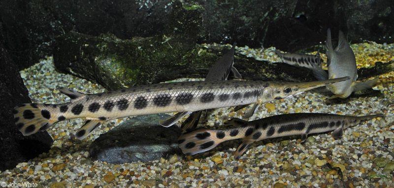 pejelagarto