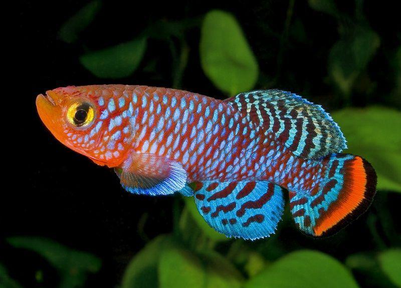 peces killi