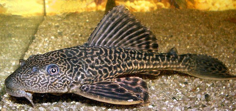 pez limpiafondos, hypostomus plecostomus
