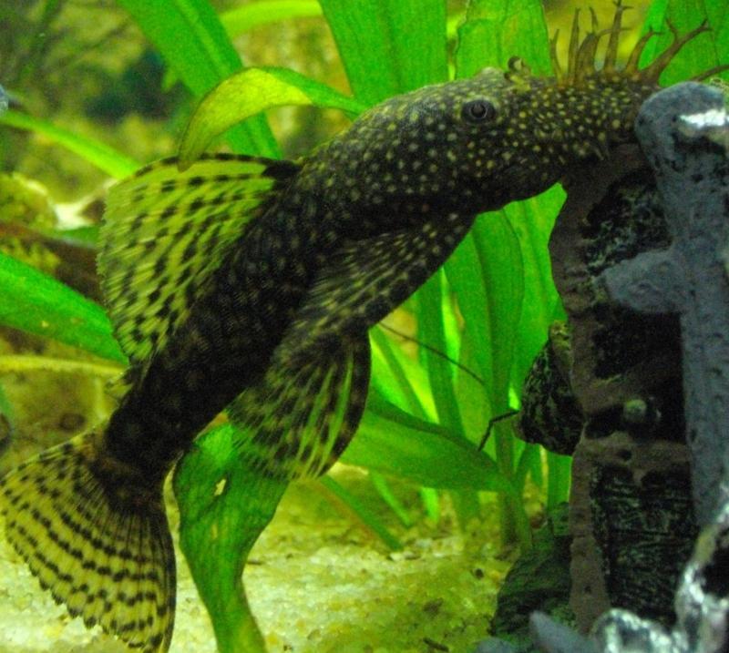 ancistrus dolichopterus, loricáridos