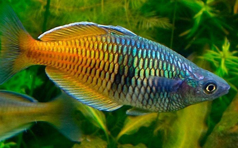 melanotaenidos, pez arco iris del yamary