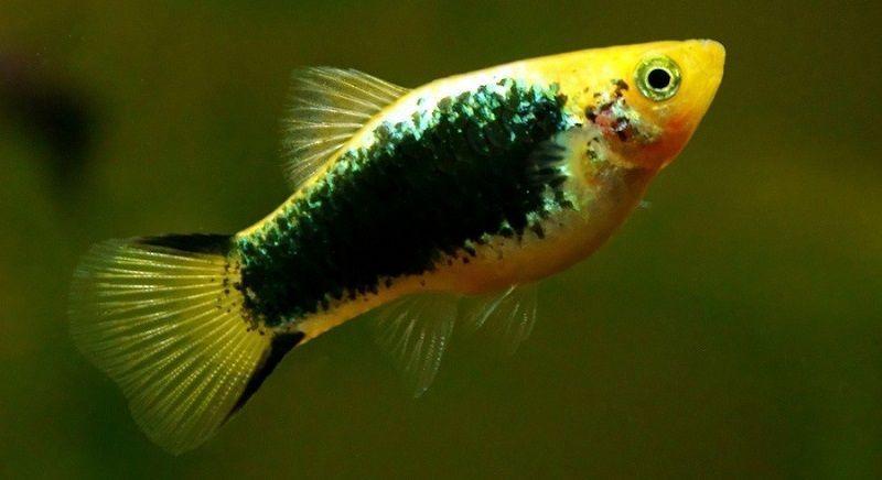 pocílidos, platy variado, pez platy