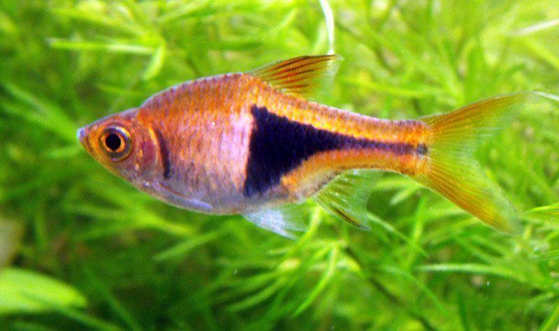 Pez Arlequín, Rasbora heteromorpha, ciprínidos, peces de agua cálida para principiantes,