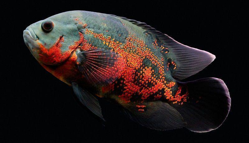 cíclidos, pez oscar, astronatus ocellatus