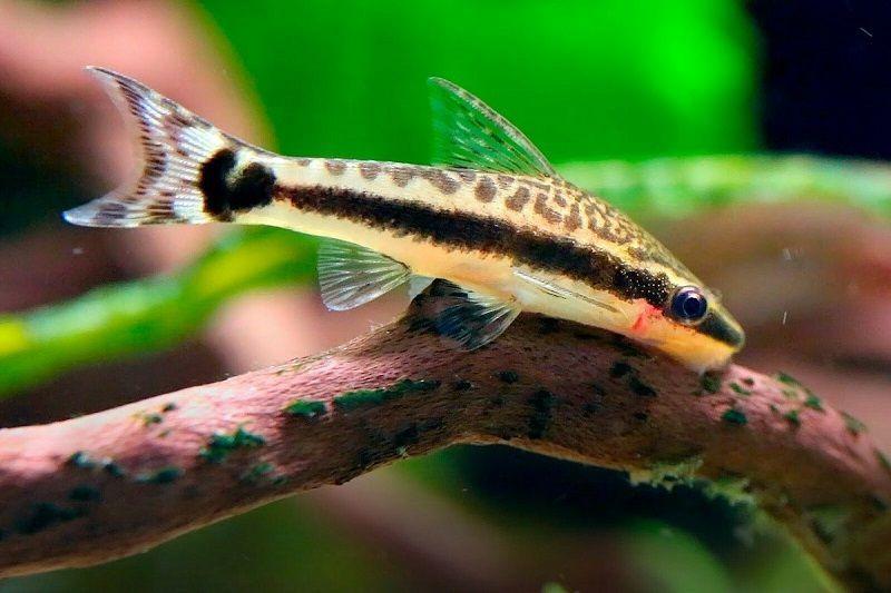 otocinclus affinis, otocinclo dorado