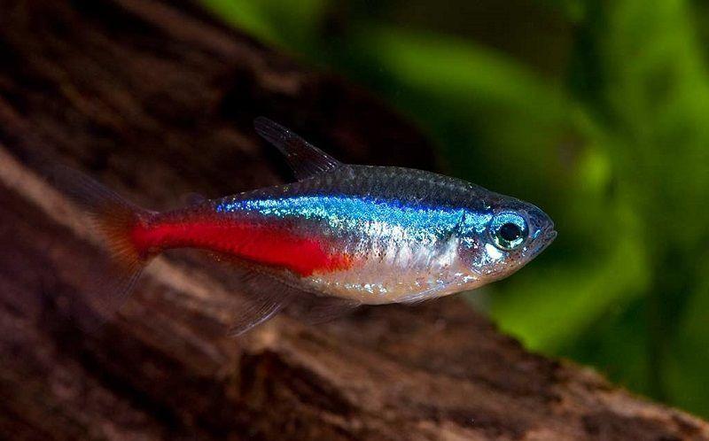carácidos, pez tetra neón, peces de agua cálida para principiantes, pez neón