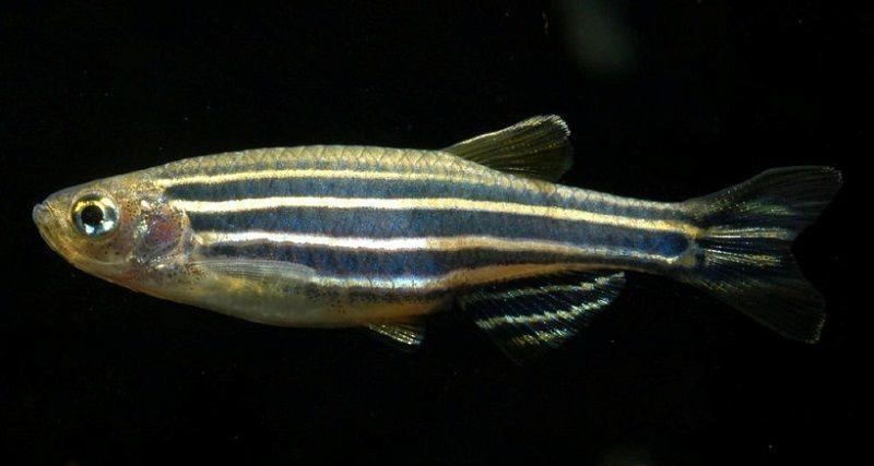Brachydanio rerio, ciprínidos, peces de agua cálida para principiantes, pez cebra