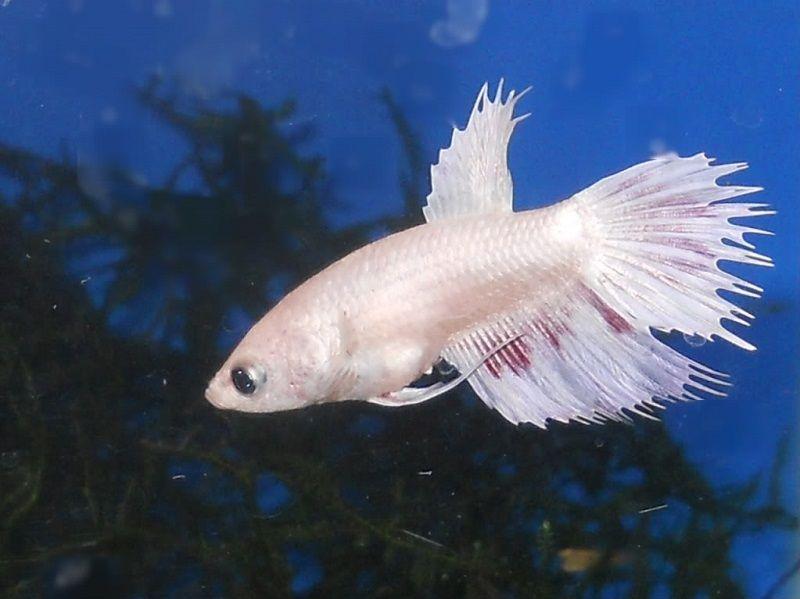 pez betta blanco