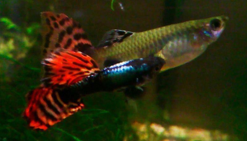 poecílidos, guppy, peces de agua cálida para principiantes