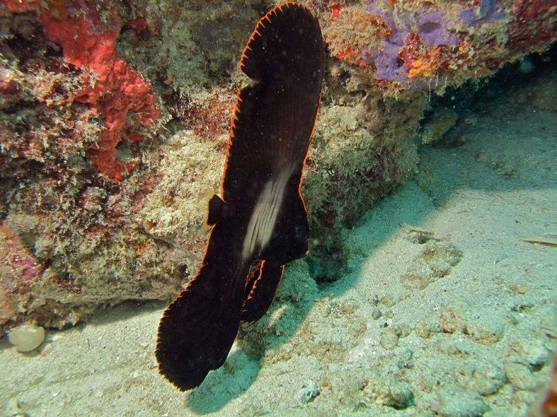 platax pinatus, pez murciélago