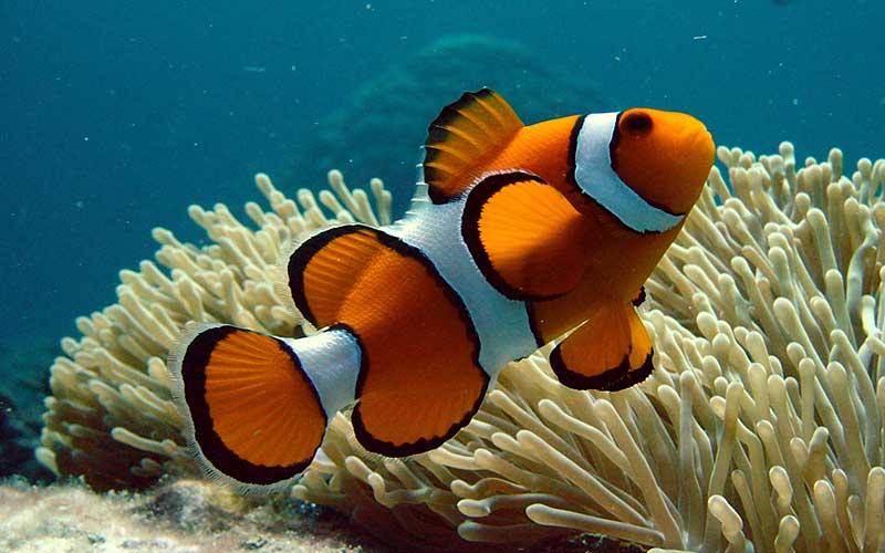 peces de acuario, peces marinos, pez payaso