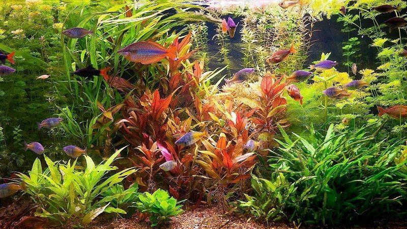 acuarios, peces tropicales de agua dulce