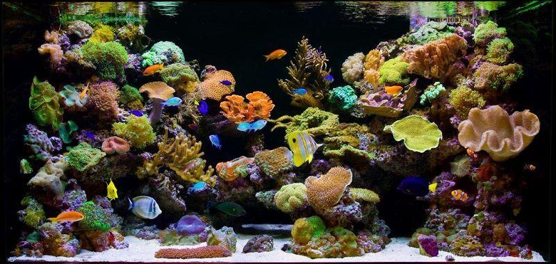 acuarios marinos, peces tropicales de agua salada