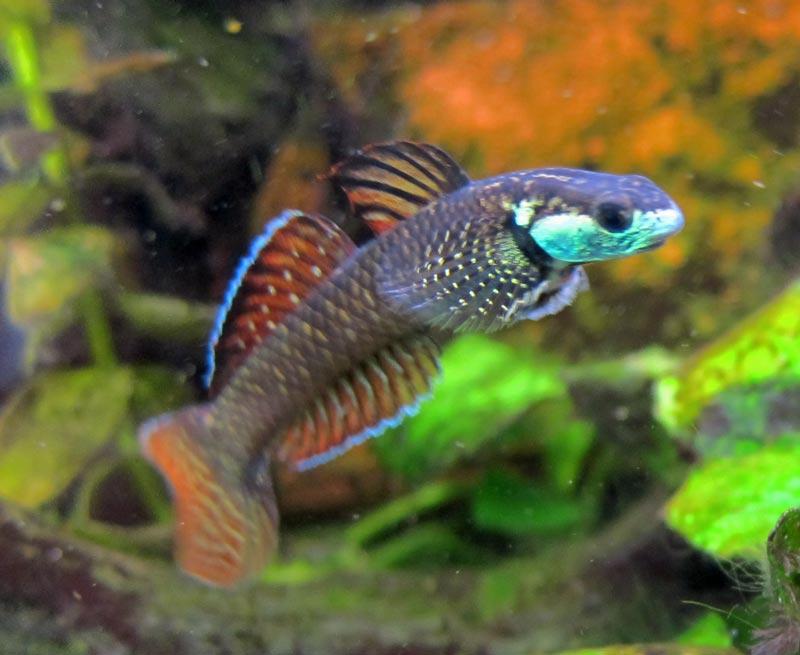 gobio arcoiris, Sthiphodon ornatus