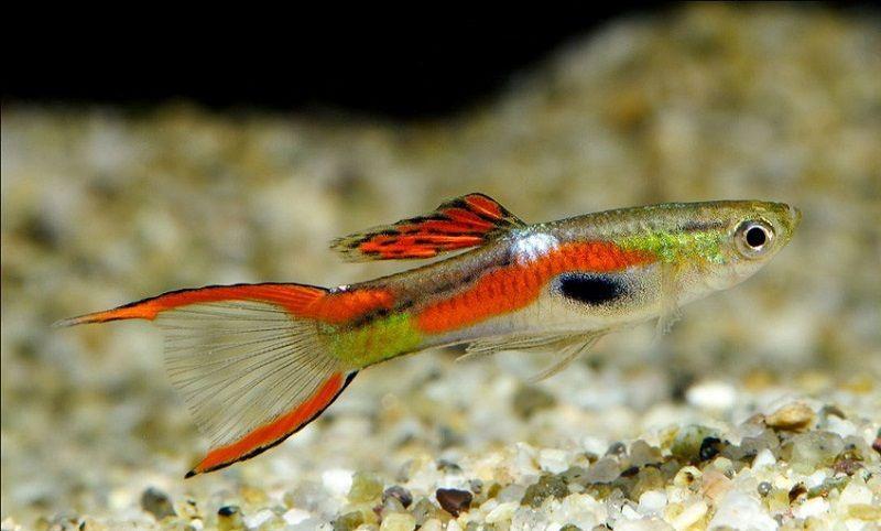guppy endler, poecilia wingei principal
