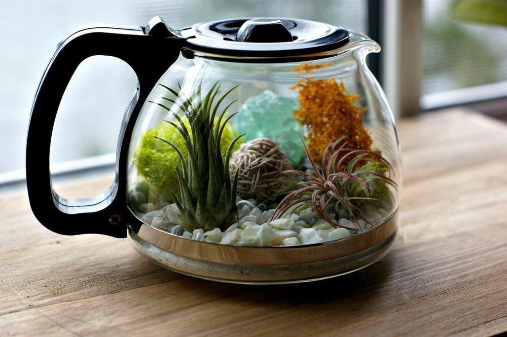 Cafetera Terrario