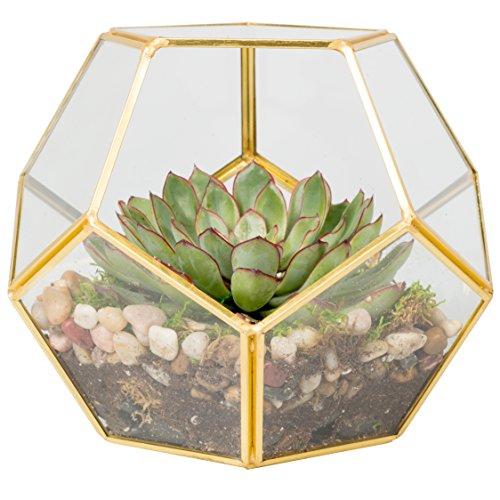 Deco Glass Terrarium, Succulent & Air Plant (Sphere)