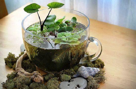Taza Terrario