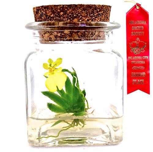 Award Winning, Maintenance Free Orchid Terrarium — Psygmorchis Pusilla — Miniature, No Green Thumb Necessary, Great for Work, Home, Unique Gift! Restock Everyday