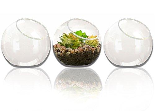 NeutralPure ECO Tabletop Glass Plant Terrarium (3 Pcs)