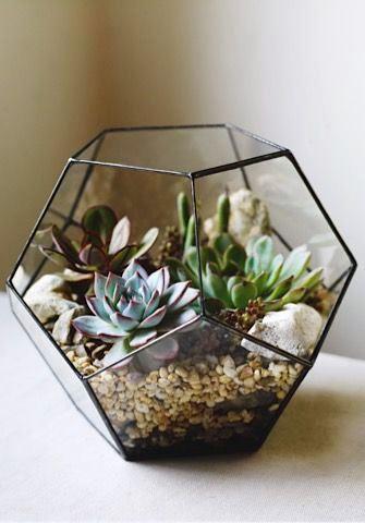 Hexagono Terrario