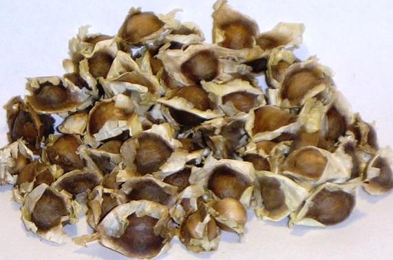 Planta Moringa para que Enfermedades Sirve