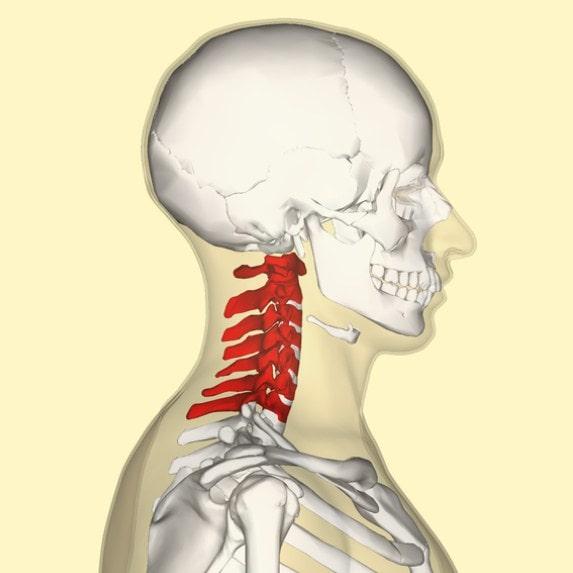 La estructura ósea de la columna cervical está formada por las primeras siete vértebras