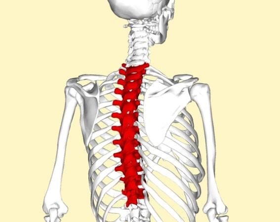 La estructura ósea de la columna torácica es la región más larga de la columna vertebral