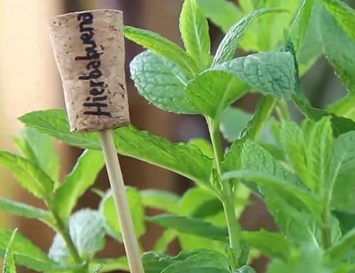 Etiqueta tus plantas. Vía CodKillers.