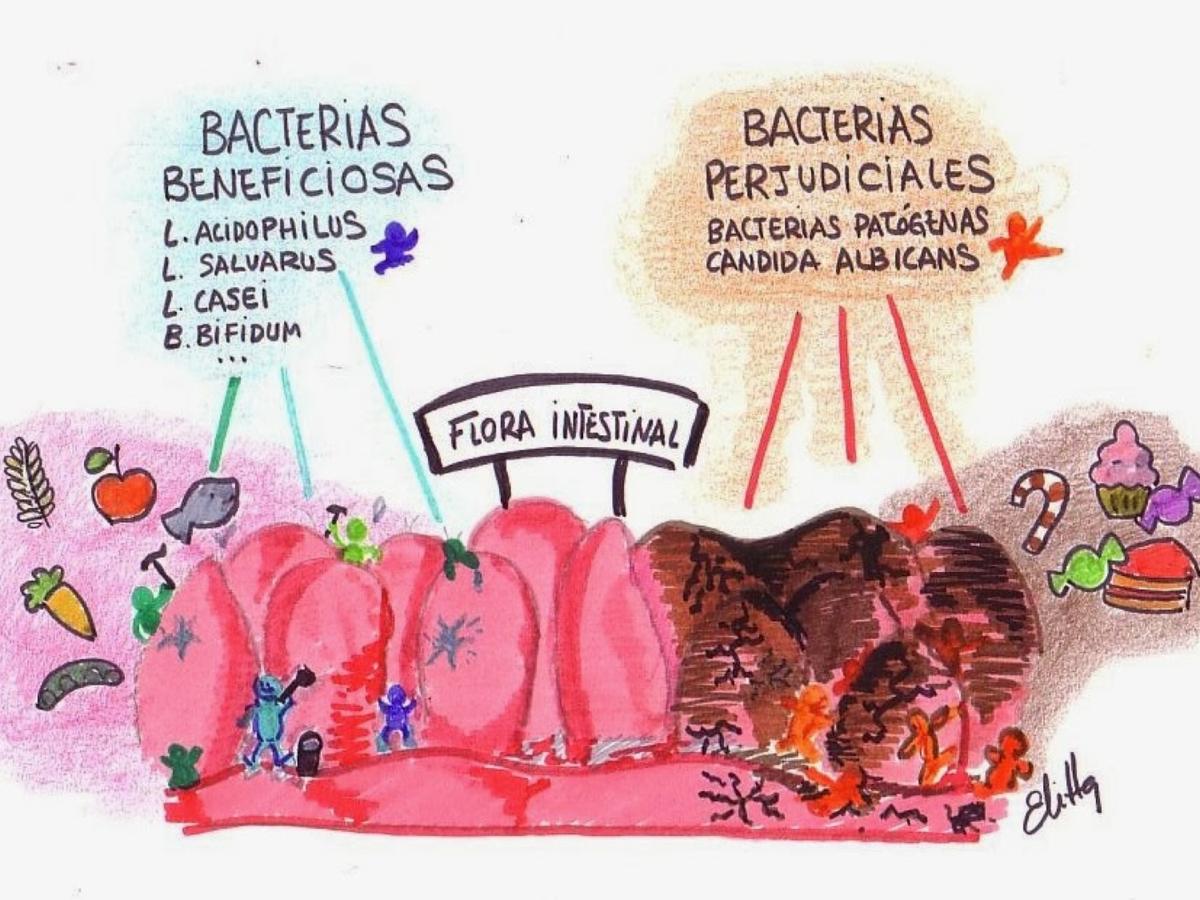 bacterias intestinales