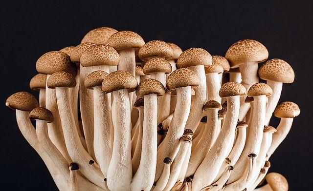 hongos superalimentos