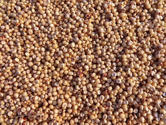 sorgo