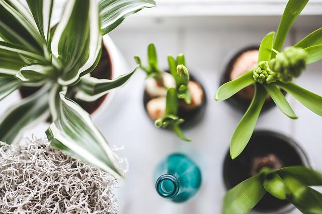 plantas_interior