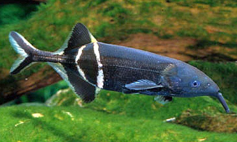 pez elefante, gnathonemus petersii