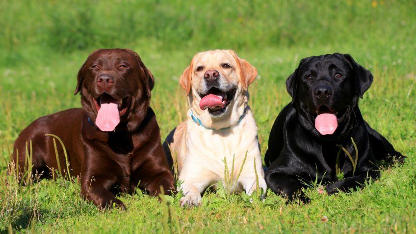 Rutina de higiene para perros | Best for Pets