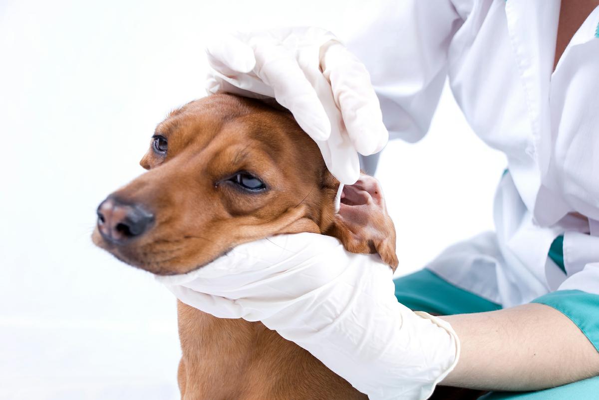 Rutina de higiene para perros | Best for Pets