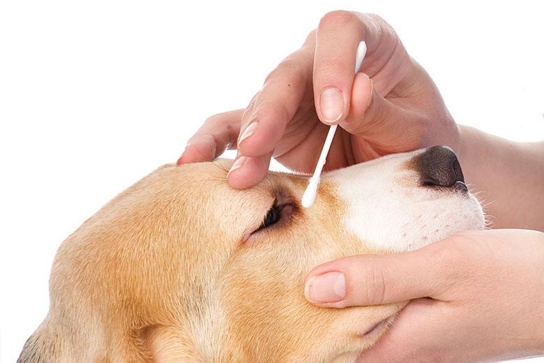 Rutina de higiene para perros | Best for Pets