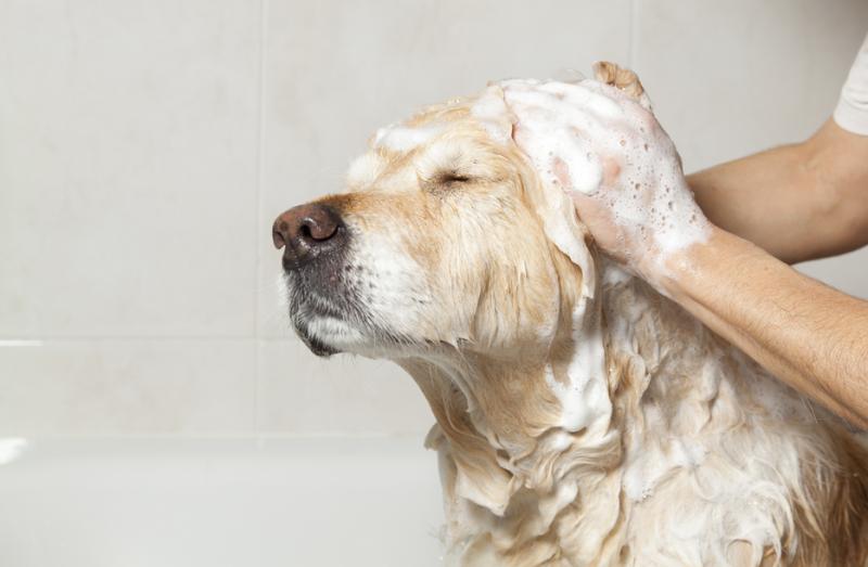 Rutina de higiene para perros | Best for Pets