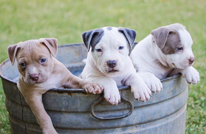 Rutina de higiene para perros | Best for Pets