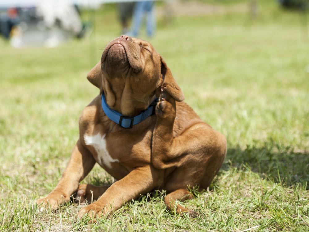 Rutina de higiene para perros | Best for Pets