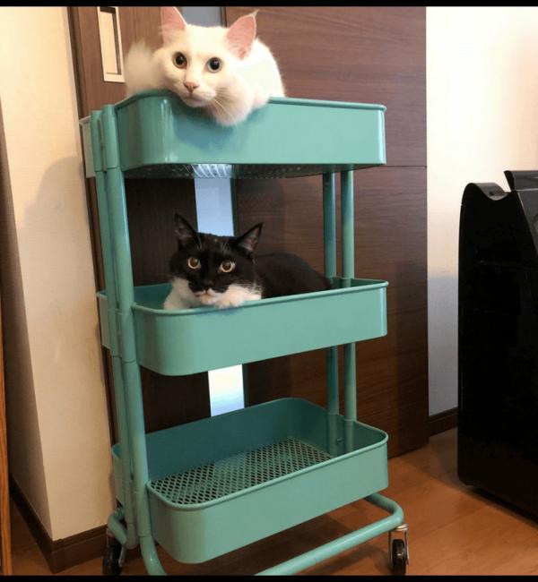 carro-de-cocina-raskog-de-ikea-como-cama-de-mascotas