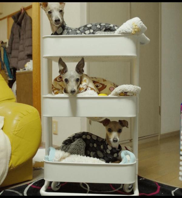 carro-de-cocina-raskog-de-ikea-como-cama-de-mascotas