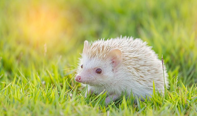 10 curiosidades sobre los animales exóticos que quizás no conoces - Apréndete