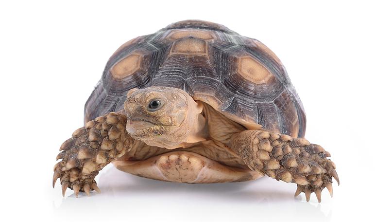 10 curiosidades sobre los animales exóticos que quizás no conoces - Apréndete